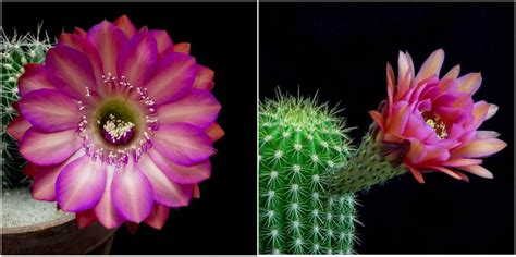 Brilliant Blooming Cactus Flowers Overnight is Absolutely Hypnotizing ...