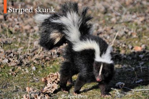 Can Skunks Climb Fences? How Skunks Get Into Fenced-Off Areas ...