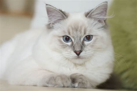 Ragdoll Cat Breed Information | Pet365