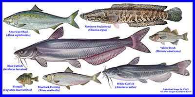 Aquatic Invasive Species Education Trunk