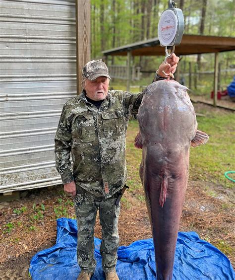 These giant Mississippi state record catfish weigh over 100 pounds, but ...