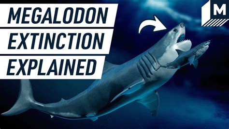 Giant megalodon extinction, explained | Mashable