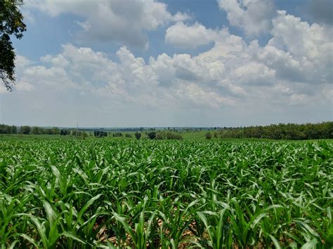 Kawasan Hutan Dengan Tujuan Khusus Berubah Menjadi Kebun Jagung