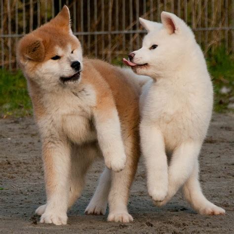 American Akita pups - Pet Paw