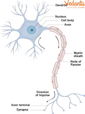 Nerve Cell Function: Overview, Structure, Parts, Types and Classification