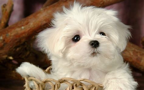 63+ Maltese White Puppy Dog - l2sanpiero