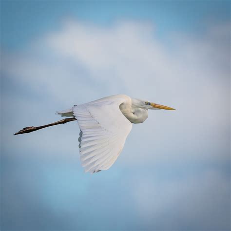 Species Overview — Florida Keys Wildlife Society