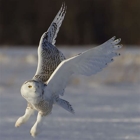 Snowy Owl Facts For Kids | Kids Matttroy