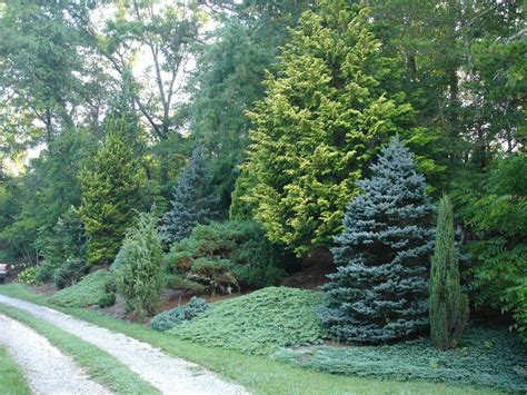 Dwarf Fir Trees For Landscaping — Randolph Indoor and Outdoor Design