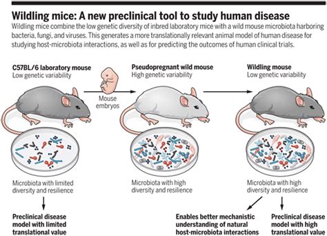 Wild is better: in-bred mice born to wild mice resemble human responses ...