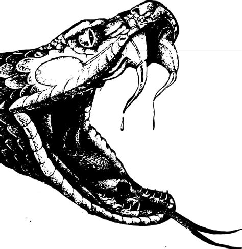 Cobra Snake Head Drawing at GetDrawings | Free download