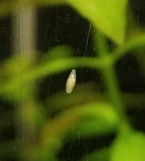 Is this a Planaria? : r/Aquariums