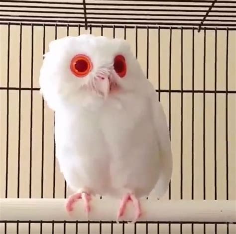 This Red-Eyed Owl Is 100% Real | Albino animals, Rare albino animals ...