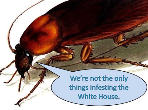 Cockroach - Roach Infestation In House - House Information Center