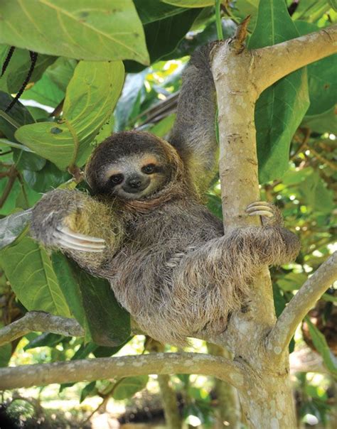 Sloth | Definition, Habitat, Diet, Pictures, & Facts | Britannica