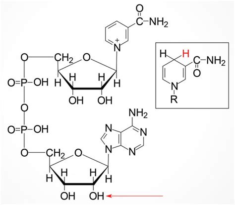 Nadph Structure