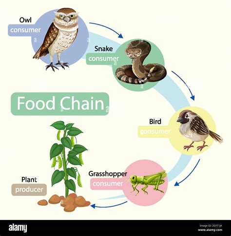 Land Food Chains