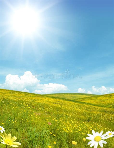 Sunny landscape. Sunny field with yellow flower , #Affiliate, # ...