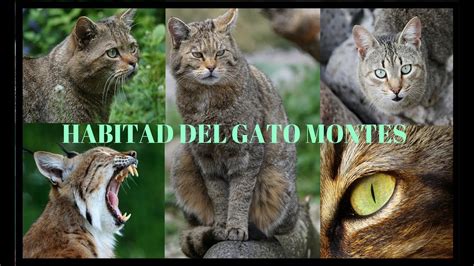 Hábitat del GATO MONTES 🐈 - YouTube