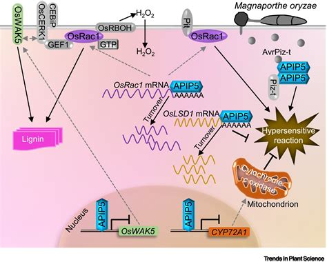 Transcription factor is not just a transcription factor: Trends in ...