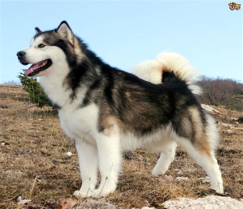 11 Big Fluffy Dog Breeds Perfect To Cuddle With - DOGBEAST | Malamute ...