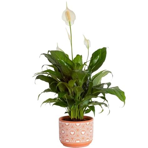 19 Best Plants For Dart Frog Vivarium (#11 IS SUPER EASY TO CARE)