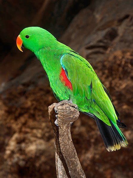 All About Eclectus Parrot - Parrot World