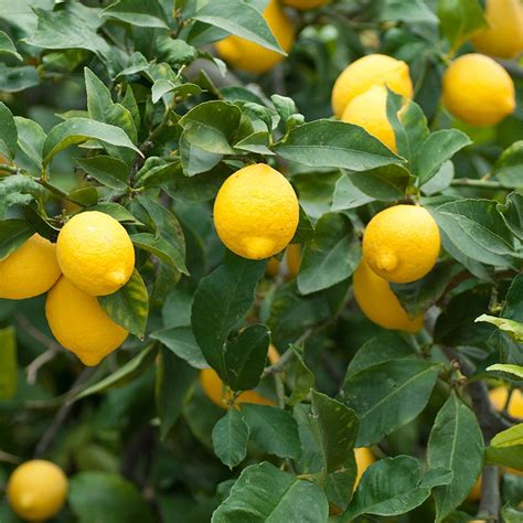 Meyer Lemon Trees - Citrus Trees - Stark Bro's