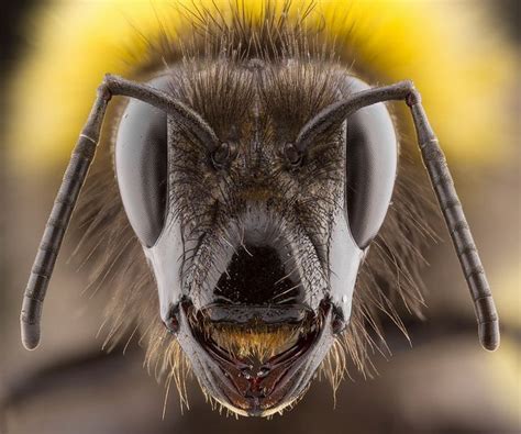 Bumble Bee | Wildlife photography, British wildlife, Photography awards