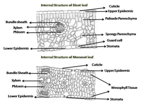 Leaf Monocot And Dicot Cross Section And Functions Diagram Quizlet ...