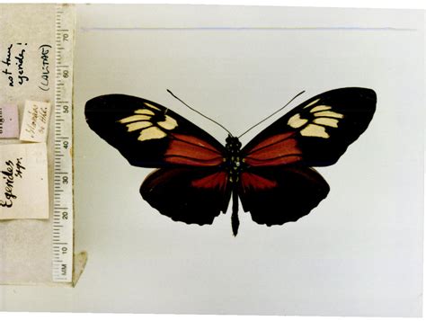 Heliconius lalitae (type specimens)