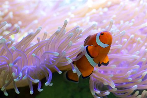 10 Compatible Clownfish Tank Mates (Species Guide)