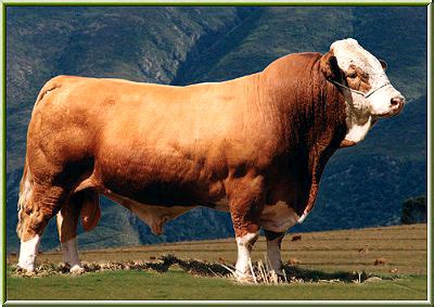 Simmental Cattle – Richard Beal