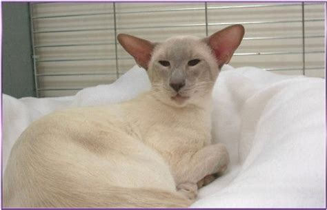 Lilac Point Siamese Cats - Siamese Cats and Kittens