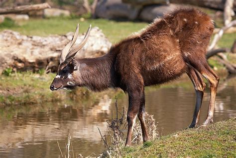 Sitatunga Facts - Animals of Africa - WorldAtlas