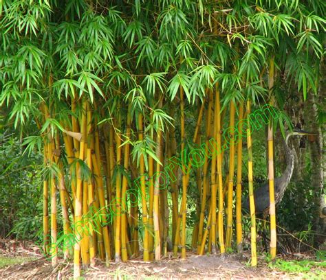 Bamboo Tree | Bamboo Valance Photo