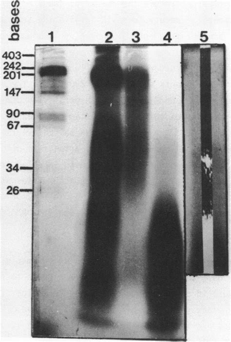 The effect of DNase I digestion on labelled transcription complexes ...