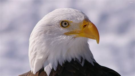 Bald eagle close-up from a side wallpaper - Animal wallpapers - #52579