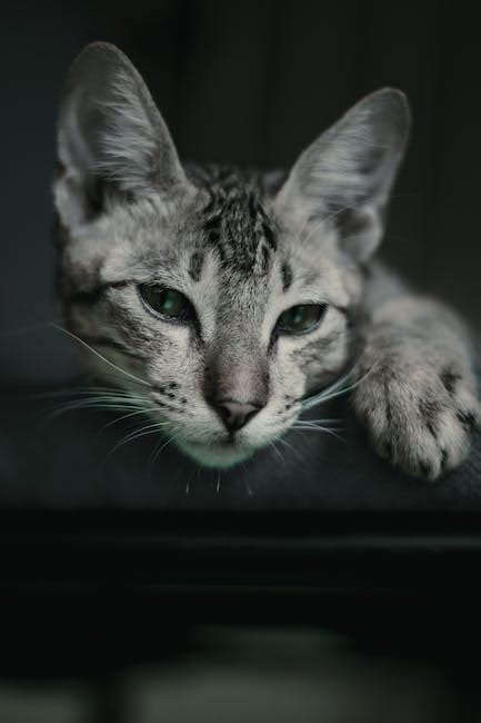 Close-Up Photography of Sleeping Tabby Cat · Free Stock Photo