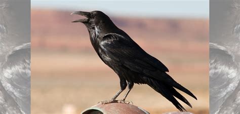 Bird Video: The "Caw" of a Crow and the "Kraa" of a Raven