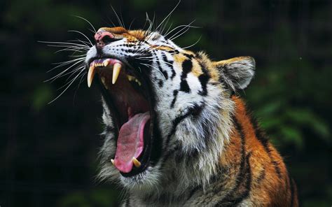 animals, Tiger, Open Mouth, Nature, Big Cats Wallpapers HD / Desktop ...