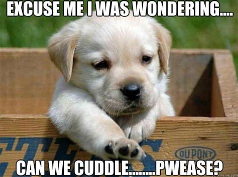 25 Cutest Cuddle Memes - SayingImages.com | Puppies funny, Cute animal ...