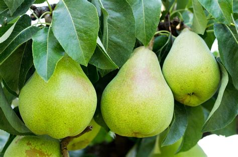 Pear Trees - Louie's Nursery