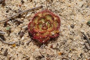 Australian Carnivorous Plants - Droseraceae