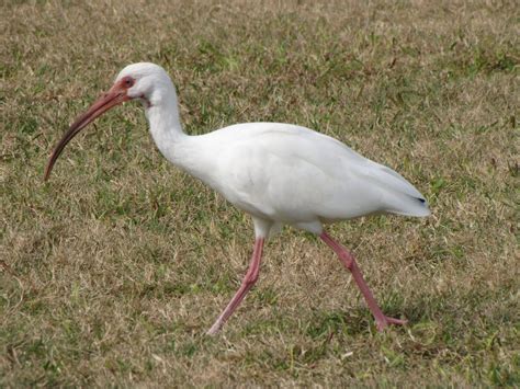 Top 20 Birds with Long Beaks: Amazing Long Beak Birds