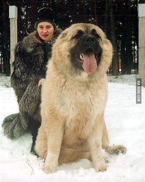 Russian Caucasian mountain dog, used for hunting small bears. - Animals ...