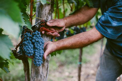 Harvesting Wine Grapes