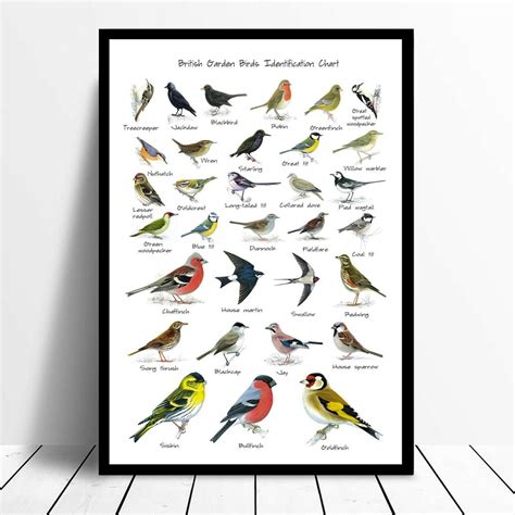 British Garden Birds Identification Chart Wildlife Poster A5 | Etsy