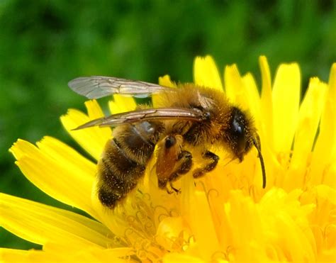 Honey bee on a dandelion, Sandy, Bedfordshire | Featured in … | Flickr