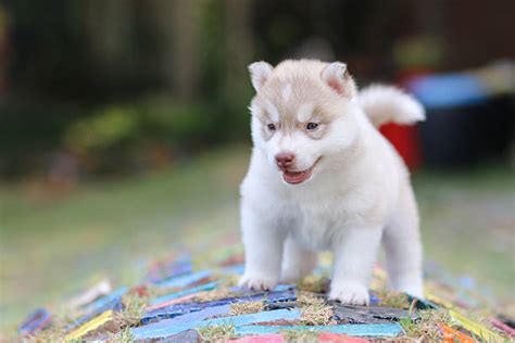 10+ Overweight Dog Siberian Husky Puppy Stock Photos, Pictures ...